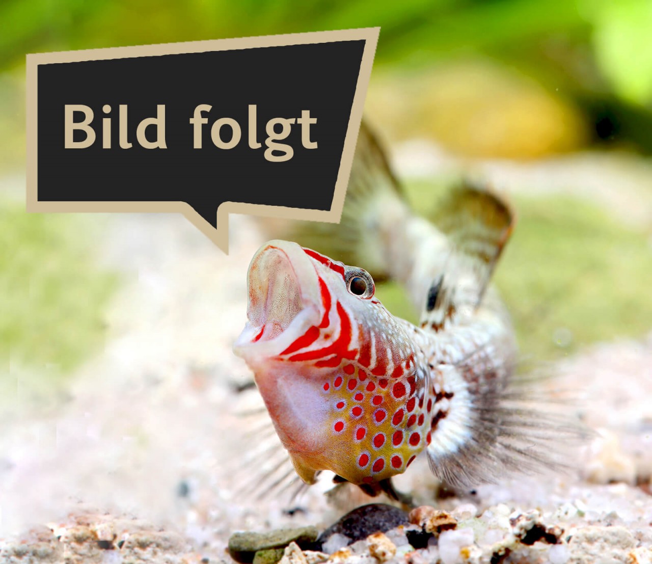 Dicklippiger Fadenfisch "gold" - Trichogaster (Colisa) labiosa