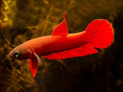 Roter Kampffisch - Betta rutilans