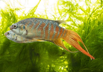 Paradiesfisch - Macropodus opercularis