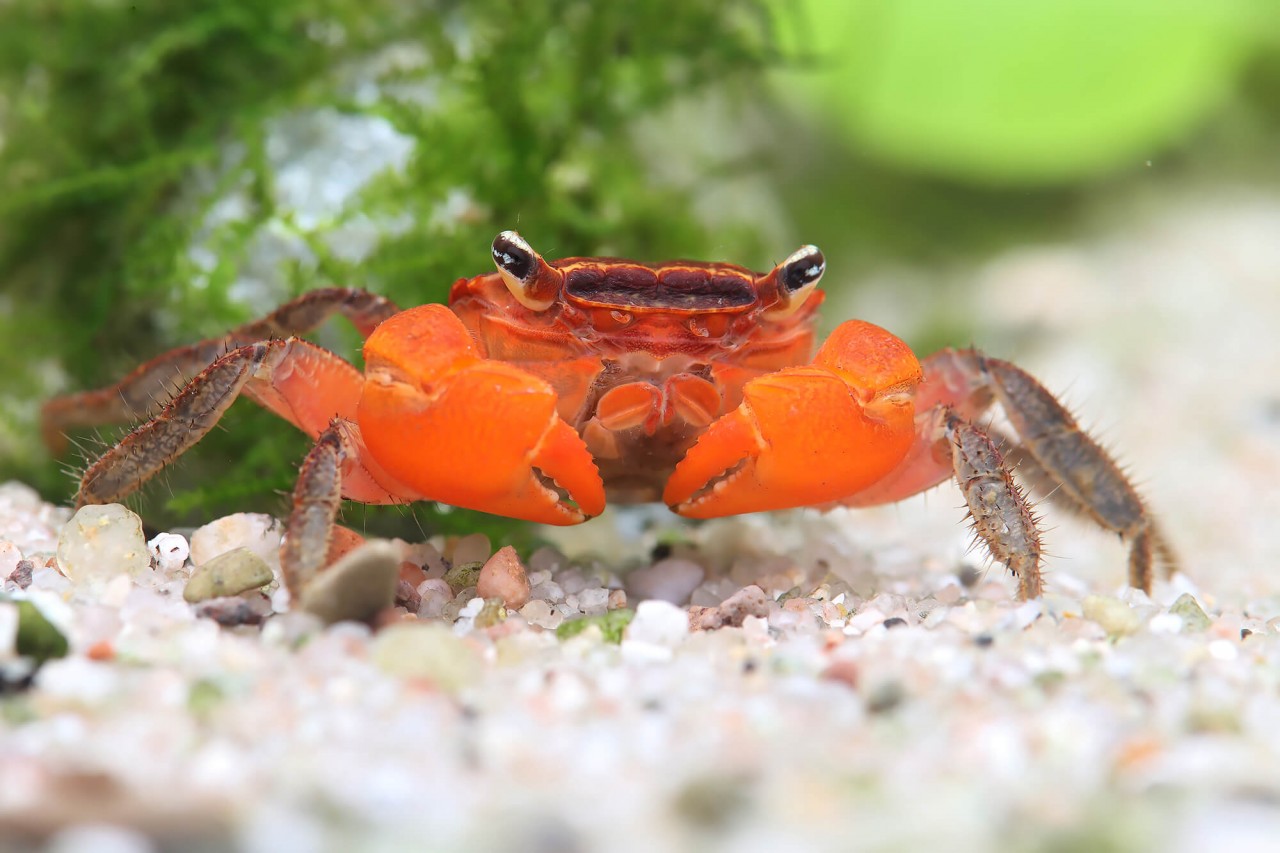 Krabbe "Red Inca", Rote Inkakrabbe - Fasciarma fasciatum