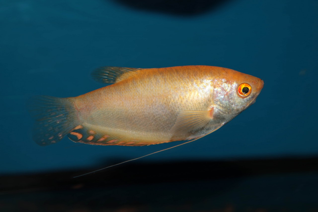Goldfadenfisch rot DNZ - Trichopodus trichopterus