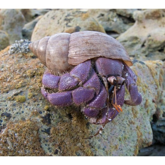 Landeinsiedler "purple" - Coenobita brevimanus