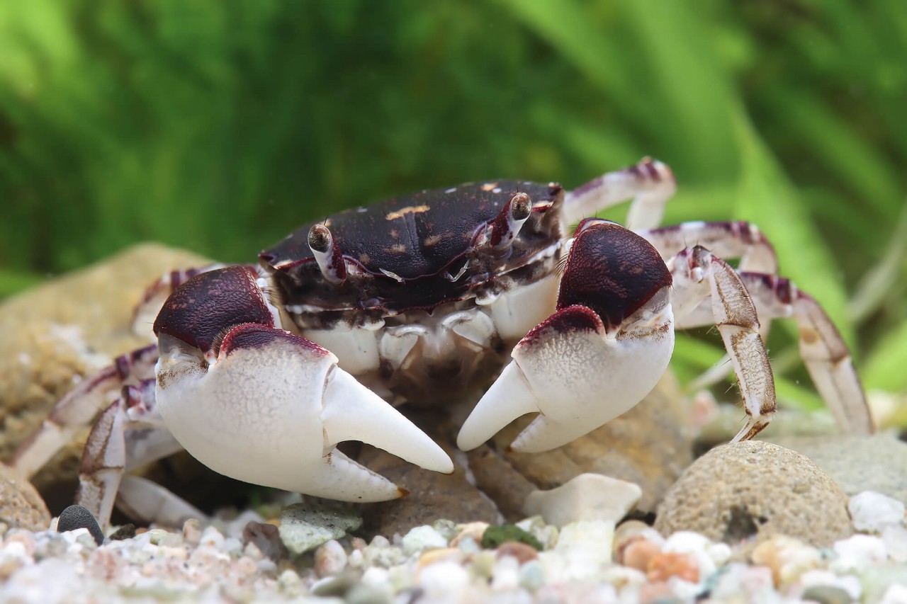 Krabbe "Marble" - Pseudohelice subquadrata