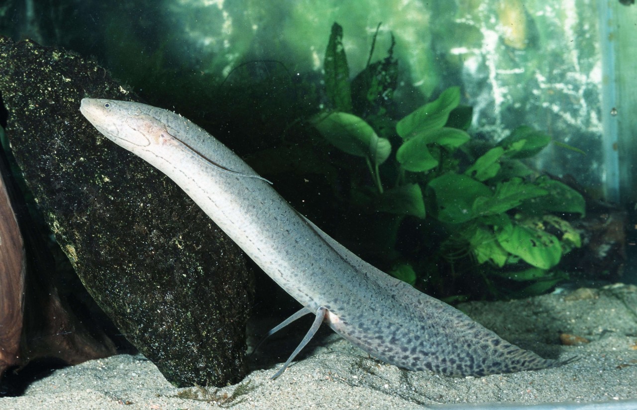 Kongo Lungenfisch - Protopterus dolloi