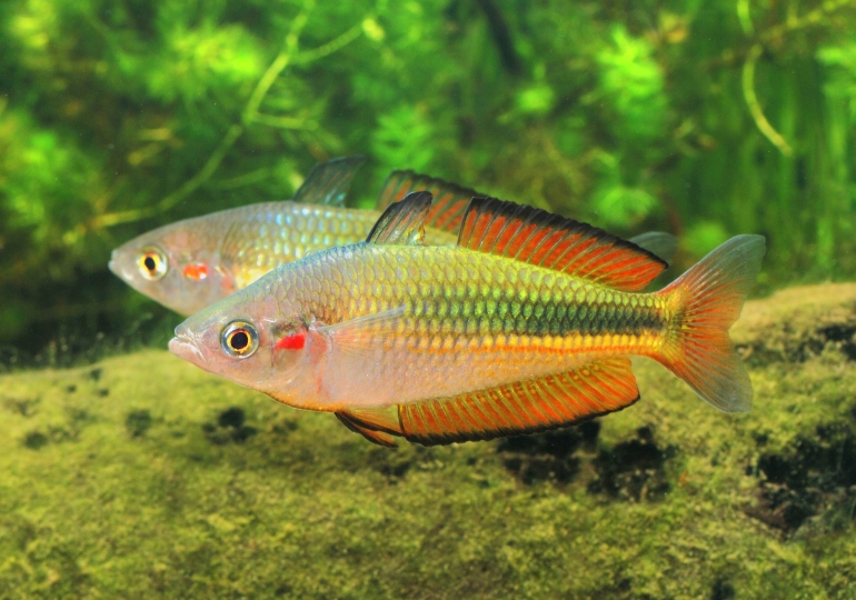 Karmin-Regenbogenfisch-Oyster-Creek-Melanotaenia-duboulayi
