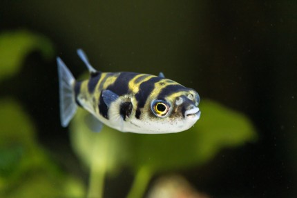 Asselkugelfisch - Colomesus asellus