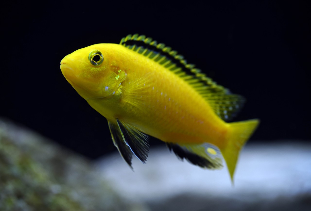 Labidochromis Yellow - Labidochromis caeruleus