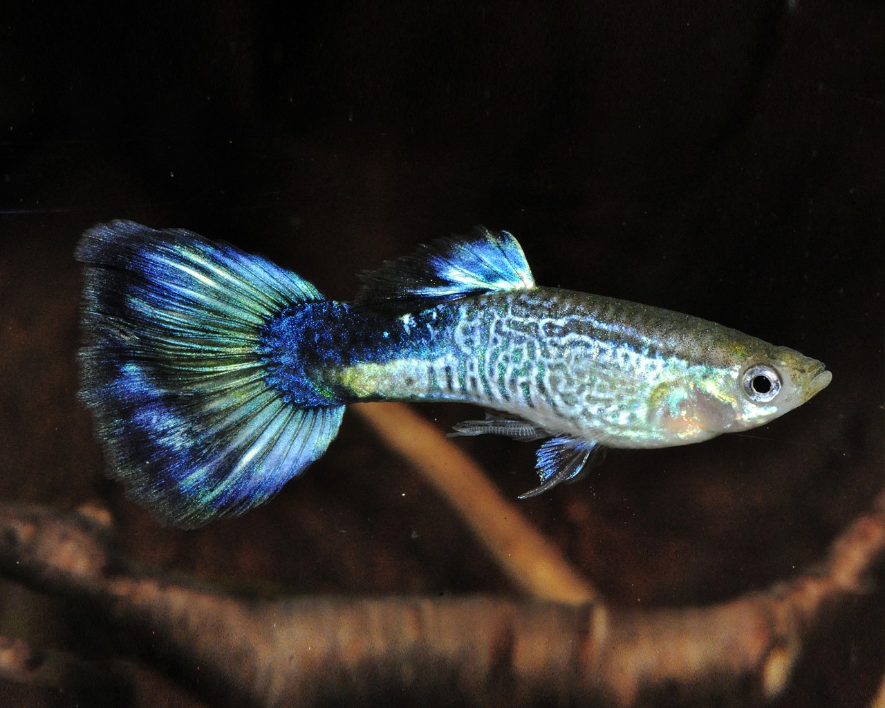 Guppy "Blau Cobra" - Poecilia reticulata M