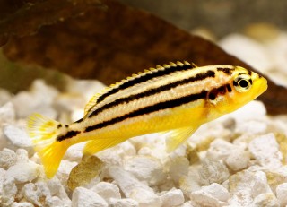 Türkisgoldbarsch - Melanochromis auratus
