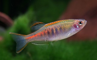 Rubinbärbling - Celestichthys (Danio) choprae