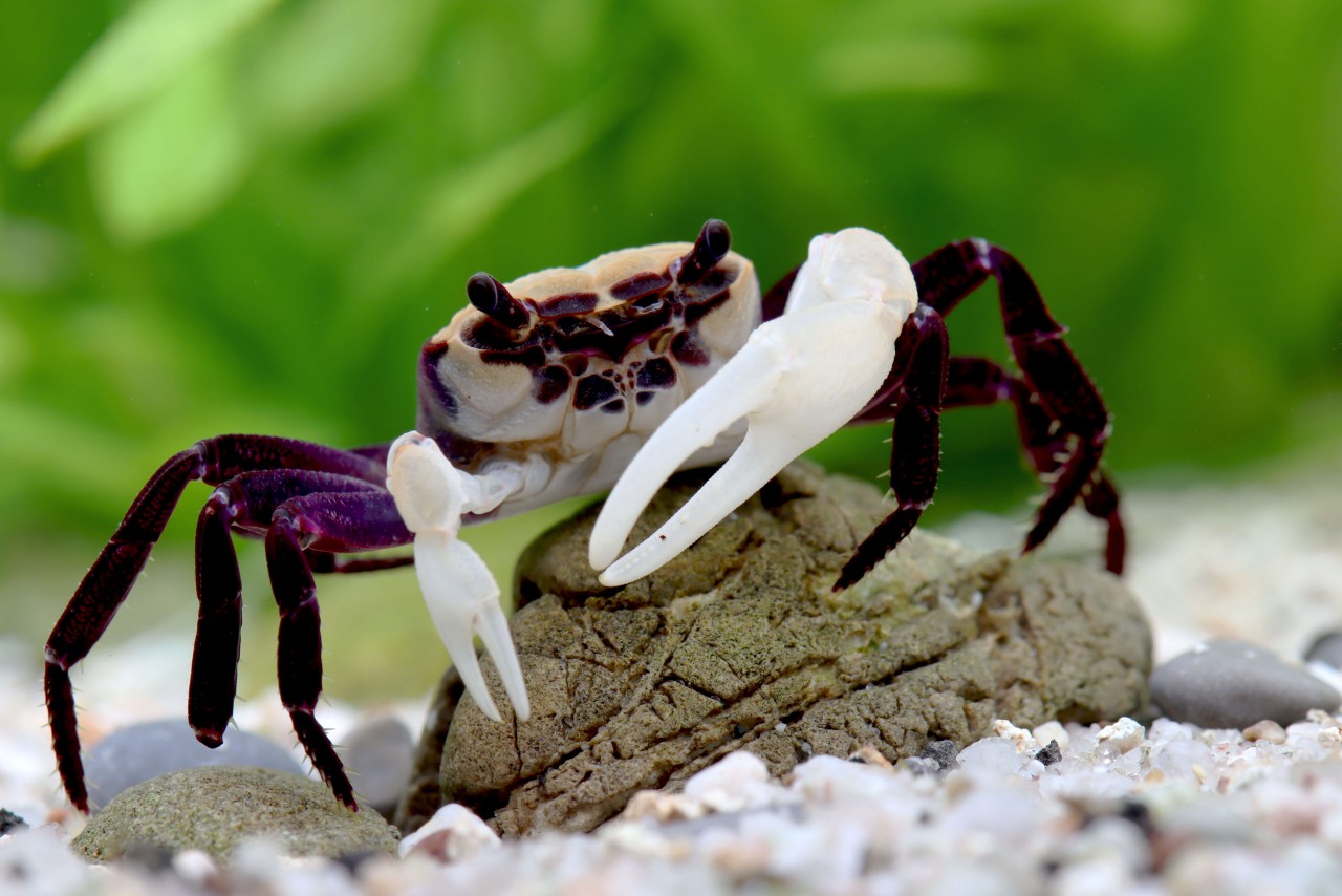 Krabbe "Panda", Weißscherenkrabbe, Totenköpfchen - Lepidothelphusa cognetti