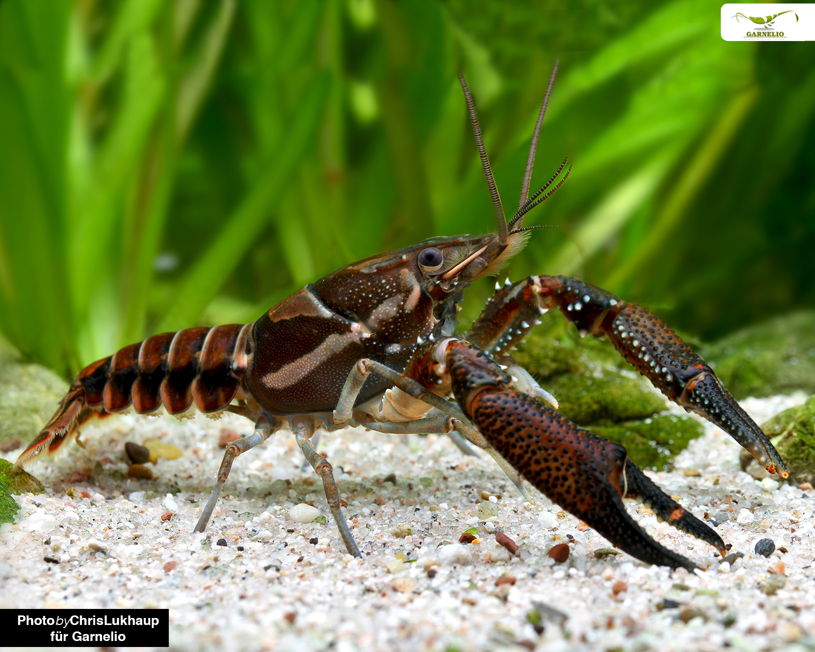 Procambarus-vesutus-black-3FUZn1rTTFjZZCn4iwdDQudqluT