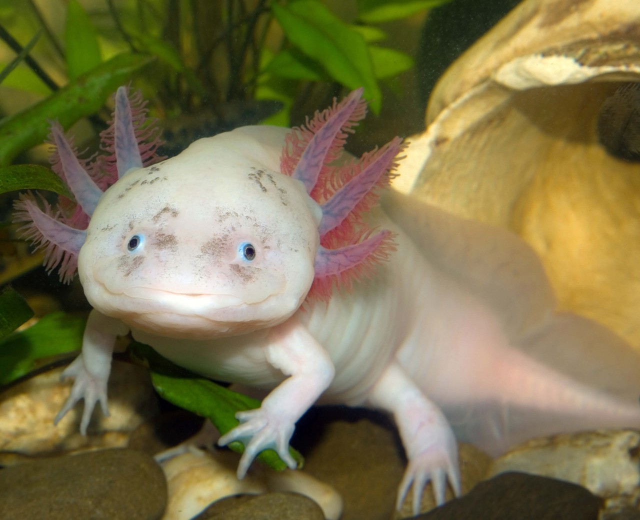 Axolotl "Harlekin" - Ambystoma mexicanum