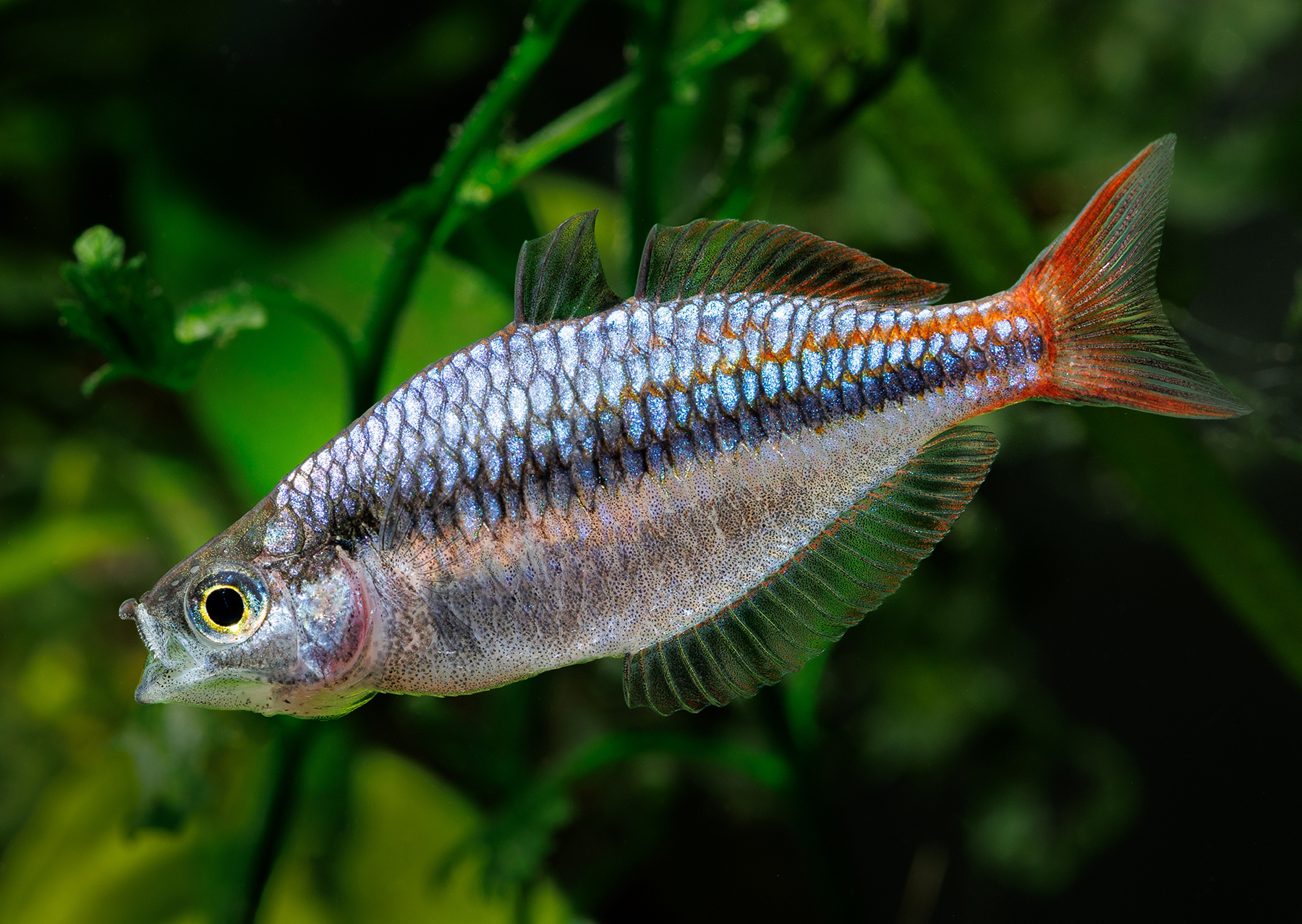 Regenbogenfisch-Melanotaenia-mairasi