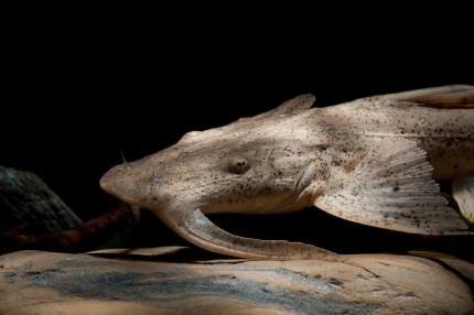 Krokodil Büffelwels - Bagarius suchus