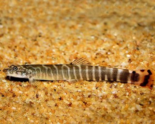 Rotschwanz Schmerle - Aborichthys elongatus