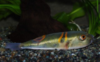 China Sattelkugelfisch - Takifugu ocellatus
