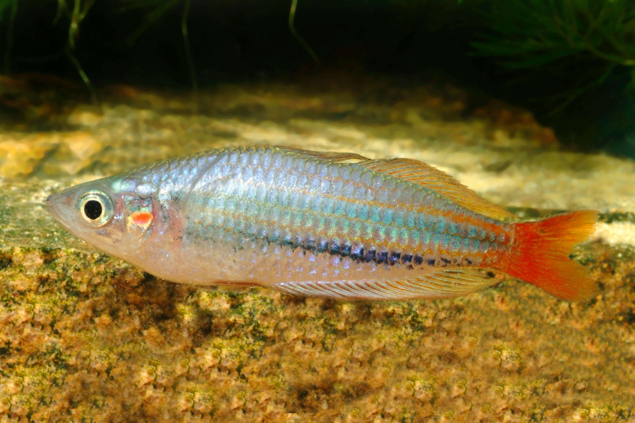 Westlicher Rotschwanz Regenbogenfisch - Melanotaenia australis (splendida australis)