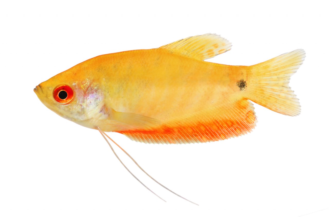 Goldener Fadenfisch - Trichopodus (Trichogaster) trichopterus
