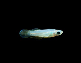 Normans Leuchtaugenfisch (Killisis River) - Poropanchax normani