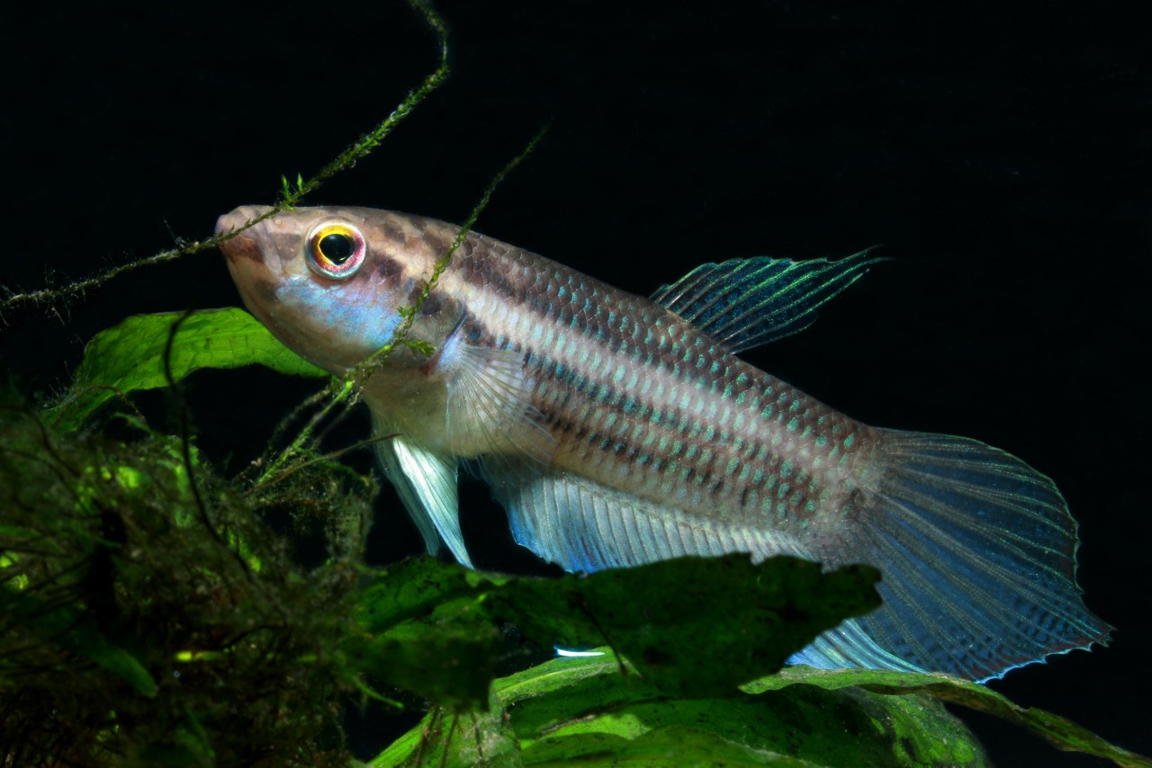 Penang-Kampffisch, Maulbrütender Kampffisch - Betta pugnax