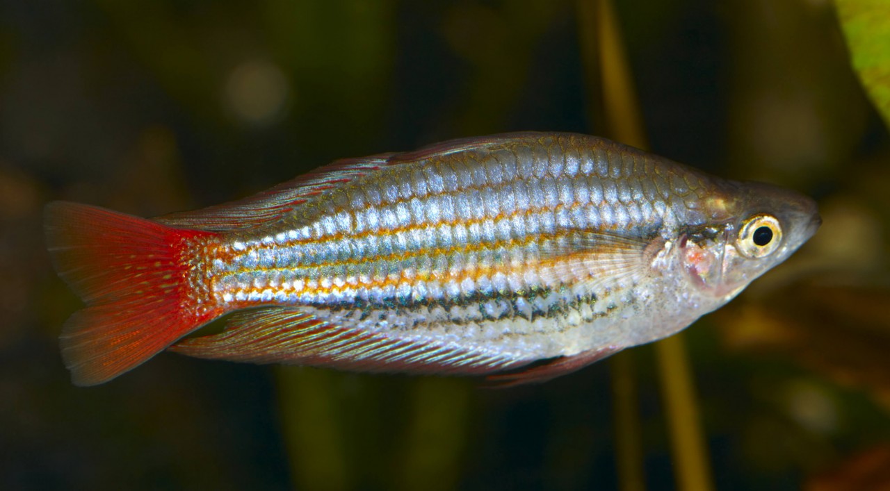 Dreistreifen Regenbogenfisch "Hapgood River" - Melanotaenia trifasciata