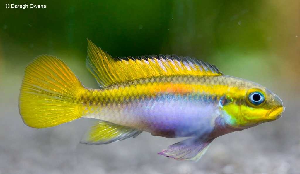 Smaragdprachtbarsch Farbform "Lobe gelb" - Pelvicachromis taeniatus