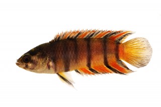 Orangestreifen Buschfisch - Microctenopoma ansorgeii