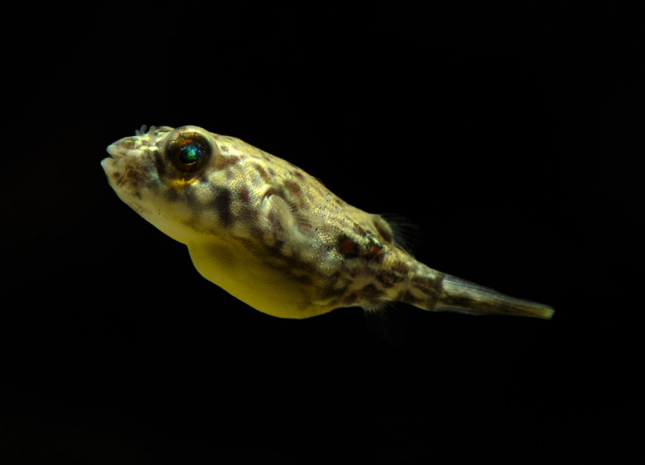Nil Kugelfisch - Tetraodon lineatus (fahaka)