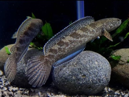 "Cobalt" Schlangenkopffisch - Channa torsaensis