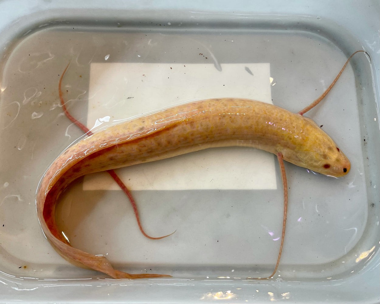 Afrikanischer Lungenfisch "Albino" – 50-70cm - Protopterus aethiopicus
