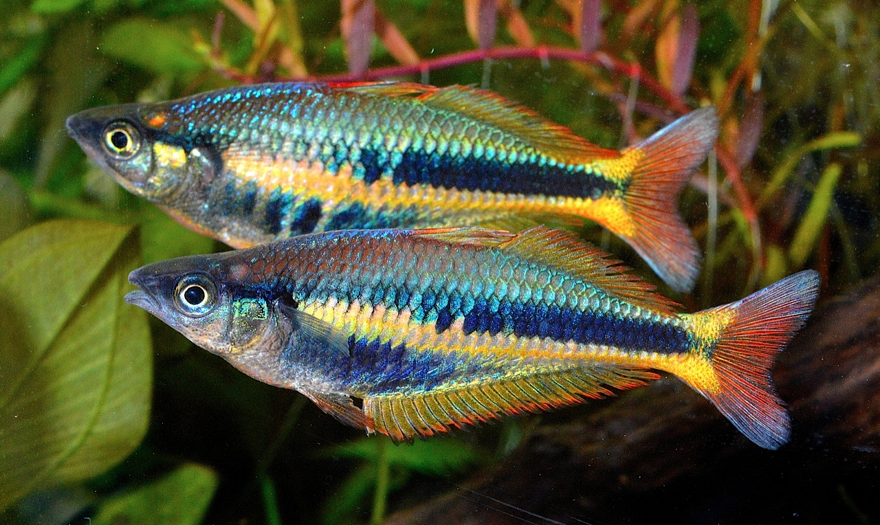 Allens-Regenbogenfisch-Siriwo-Chilatherina-alleni