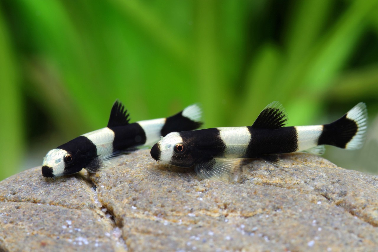 Pandaschmerle gestreift - Yaoshania cf. pachychilius