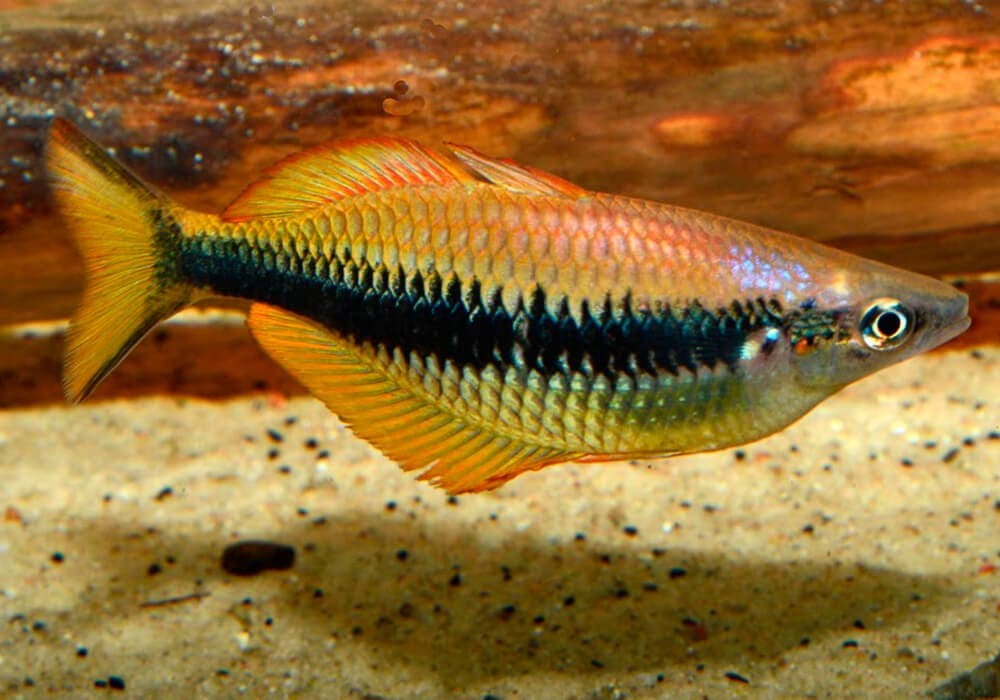 Siku-Regenbogenfisch "Orange Isim" - Melanotaenia sikuensis