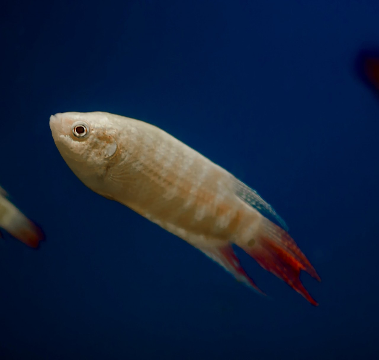 Albino Paradiesfisch - Macropodus opercularis