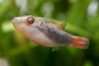 Rotschwanz Kammkugelfisch - Carinotetraodon irrubesco
