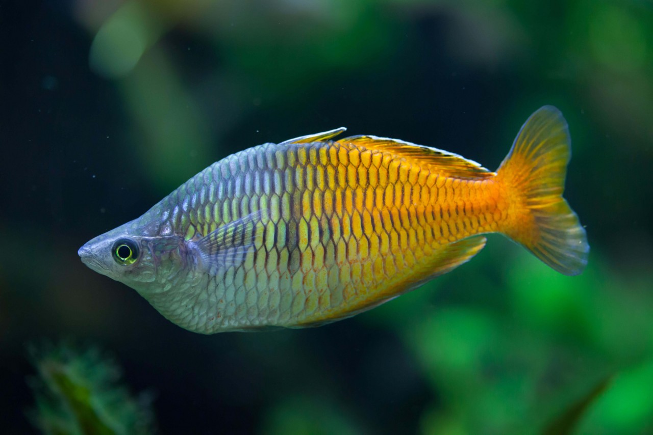 Boesemans Regenbogenfisch, Harlekin Regenbogenfisch - Melanotaenia boesemani