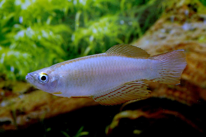 Langflossen Leuchtaugenfisch (Kribi, Kamerun) - Procatopus nototaenia