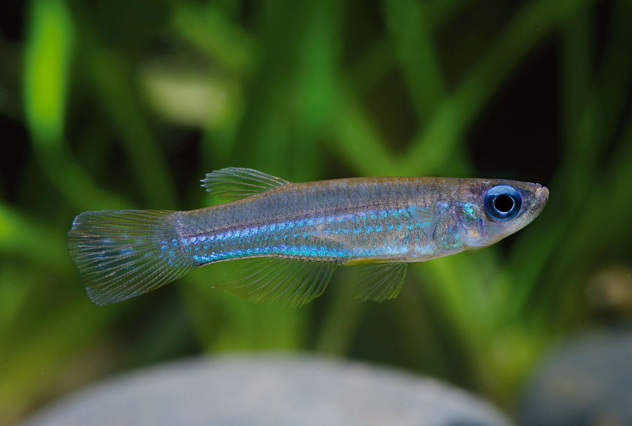 Blauer Leuchtaugenfisch, Roter Leuchtaugenfisch - Micropanchax macrophthalmus