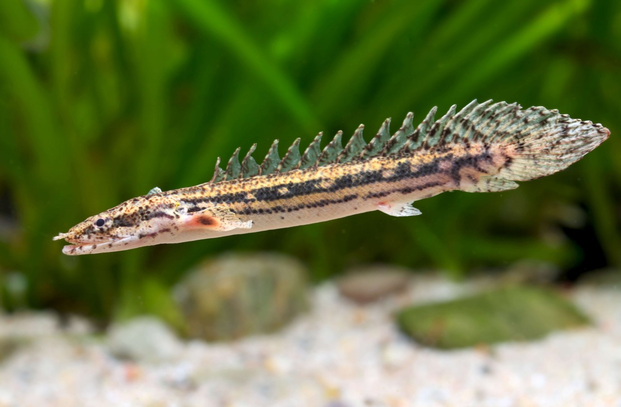 Flösselhecht "Koliba Dragon" - Polypterus bichir (bichir lapradei)