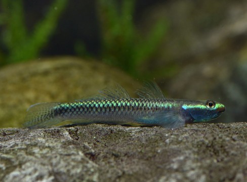 Echte Neongrundel - Stiphodon elegans