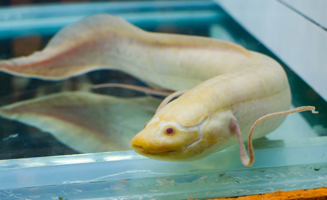 Kongo Lungenfisch "Albino" - Protopterus dolloi