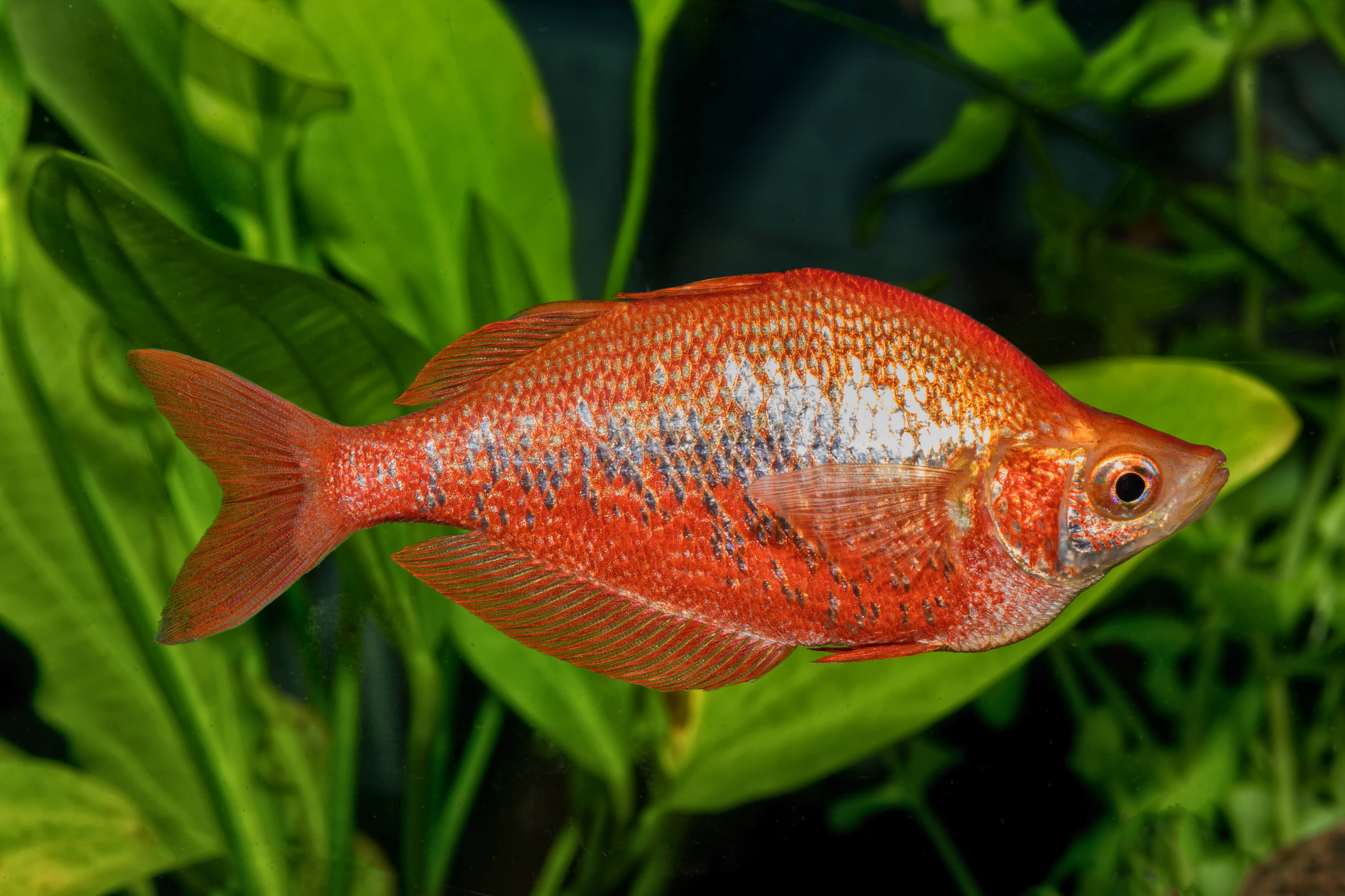 Lachsroter-Regenbogenfisch-Glossolepis-incisus