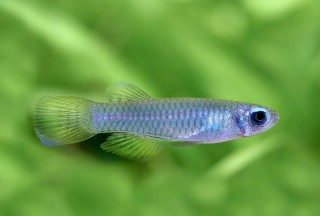 Normans Leuchtaugenfisch - Poropanchax (Aplocheilichthys) normani
