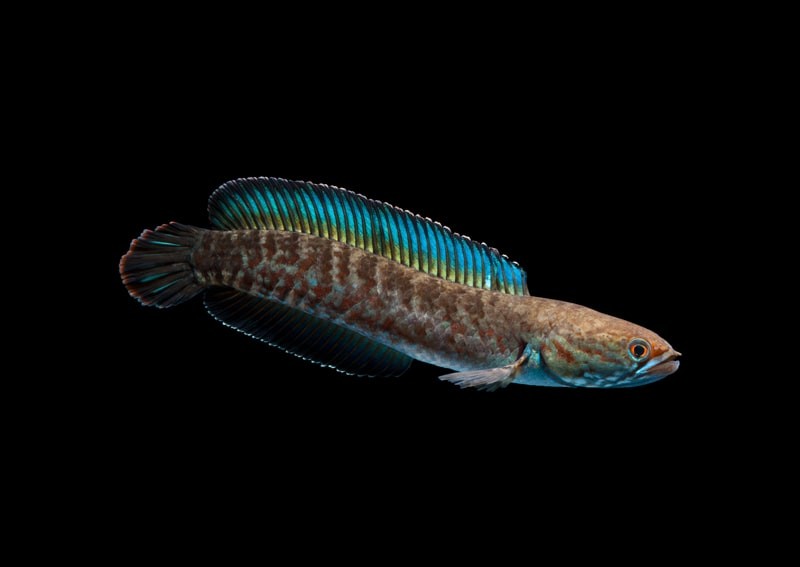 "Blauer" Regenbogen Schlangenkopffisch - Channa andrao