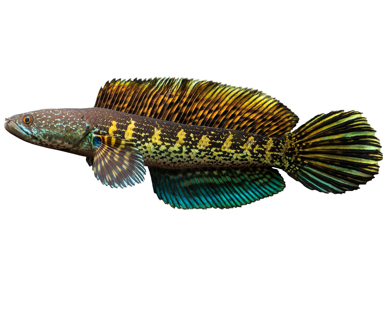 "Emerand green" Schlangenkopffisch - Channa pomanensis