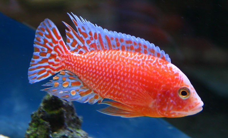 Aulonocara "firefish super" - Aulonocara spec.