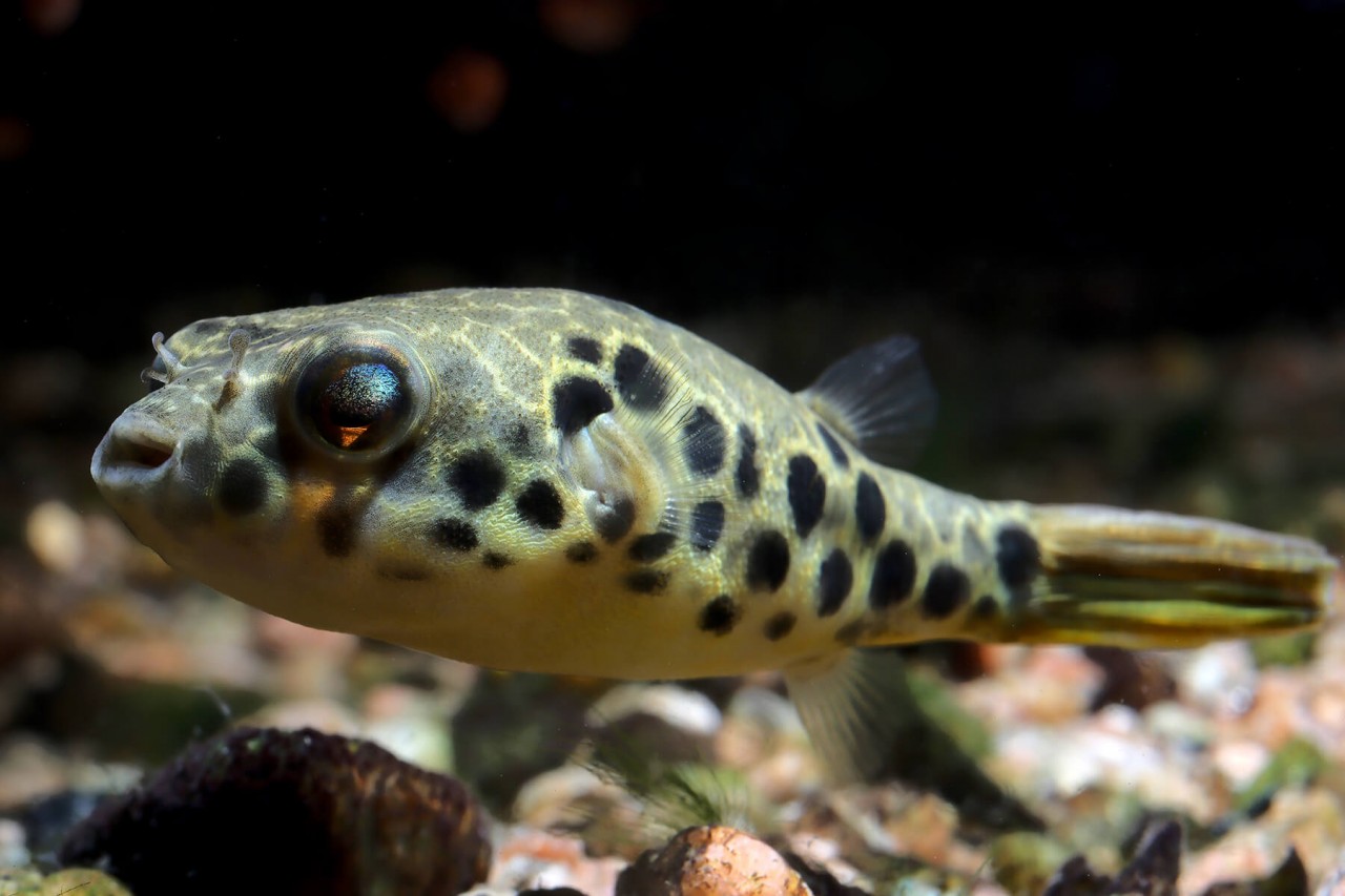 Kongo Leopardkugelfisch - Tetraodon schoutedeni – 4-8cm