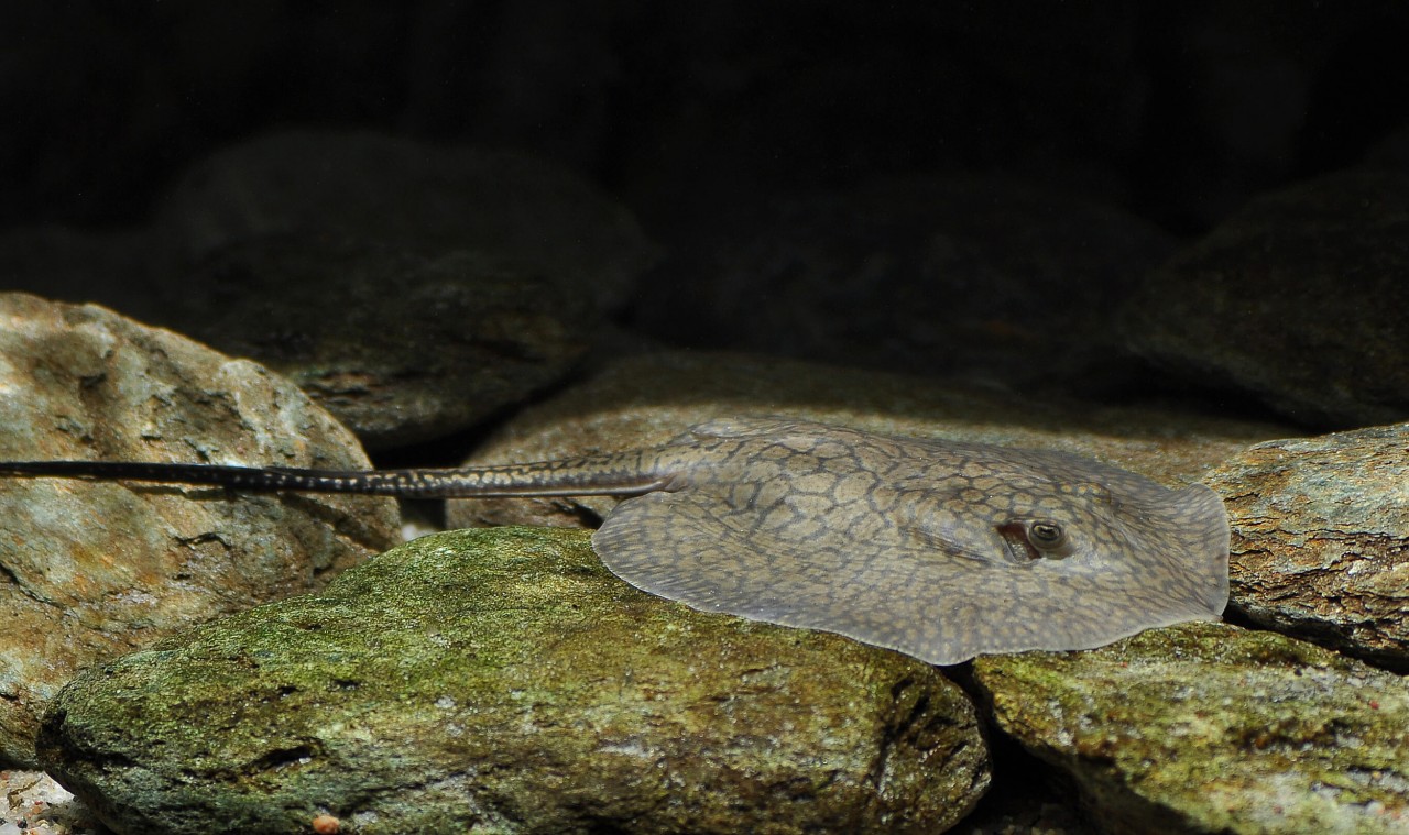 Stachelrochen med "Longtail" - Potamotrygon reticulatus