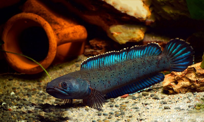 "True blue" Schlangenkopffisch - Channa cf. bipuli